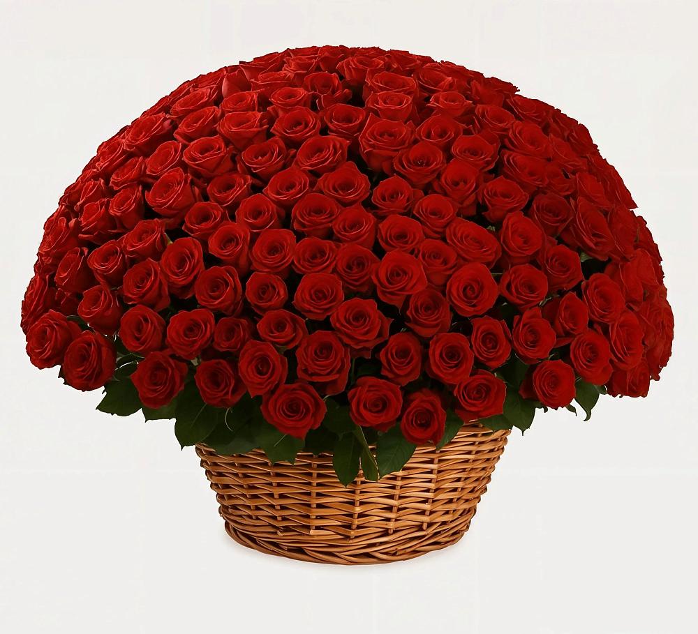 251 Премиум красная роза в Новосиле Премиум букет из: Розы в Новосиле