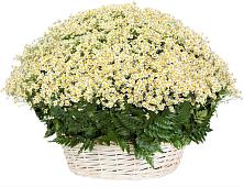 Цветочная композиция из Ромашки в корзине #REPLACE_PRED# Новосиле